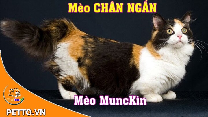 Mèo Munchkin – Nguồn Gốc, Đặc Điểm Và Giá Của Mèo Munchkin - Petto TV