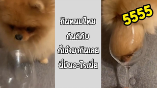 รวมคลิปตลกๆ : เห้ย!! นี่มันหมาหรือหนอนเนี่ย??
