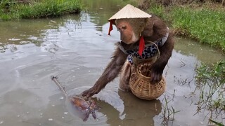 Amazing ABU hunts field crabs