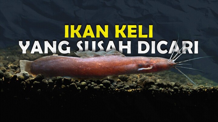 ENCHELOCLARIAS IKAN KELI MINI YANG SANGAT SUSAH DICARI