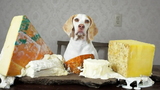 Dog Makes Cheese Platter สุนัขตลก Maymo