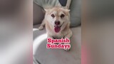 Copper can *speak* Spanish now 😉 dogsoftiktok talkingdog spanishlesson