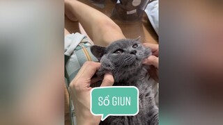 Ca sổ giun dễ nhất cuộc đời mèo cat