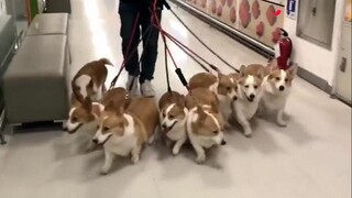 [Cún cưng] Anh chàng nuôi 8 chú corgi, mỗi lần dắt ra phố là siêu ngầu