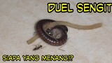 pertarungan hewan kaki seribu vs semut vs nyamuk