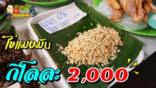 ถอยดีกว่า เมื่อเจอไข่แมงมันกิโลละ 2,000!! จัดเมนูต้มส้มปลาค้าว กุ้งเต้นโคโยตี๋แทน 555