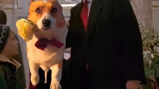 If Trump was a cat meme...