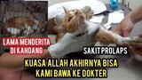 Astagfirullah Kucing Lagi Sakit Parah Di Kurung Di Kandang Tidak Di Bawa Ke Dokter Endingnya nangis