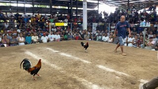 Ylh Loss 4cock derby 2nd fight