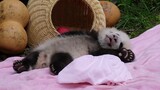 Binatang|Panda Raksasa Fu Duoduo Tidur dan Bermimpi