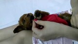 poodle mini đáng yêu || cute mini poodle #husky #ngáohusky #poodle #pets