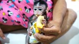 Baby Monkey Eating Banana Fruit | Baby Monyet Makan Buah Pisang