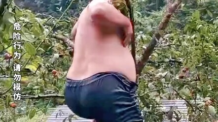 男子爬树摘果，果没摘成，却将树连根拔起，原谅我不厚道的笑了来源：@洋洋吖