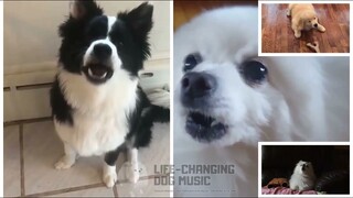 Dreams but Dogs Sung It (Doggos and Gabe)