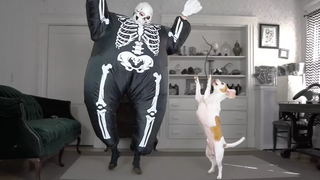 Dog Dances w/Skeleton Chub Suit Man สุนัขตลก Maymo