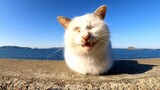 Seekor Kucing Liar Empat Kakinya Tidak Terlihat Saat Duduk