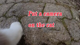 [Hewan] Memasang CCTV pada Kucing dan Lihat Bagaimana Ia Bersembunyi…