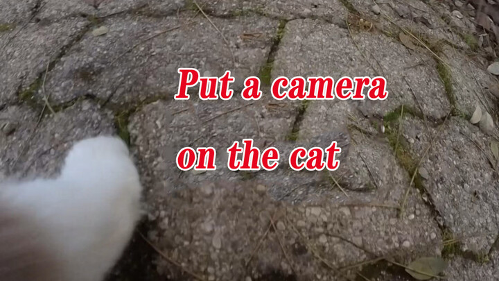 [Mèo cưng] Gắn camera cho mèo, xem nó chơi trốn tìm thế nào...