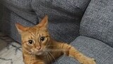 CAT FUNNY VIDEO