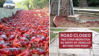 Mesmerising moment millions of bright red crabs migrate to the ocean to breed on Christmas Island