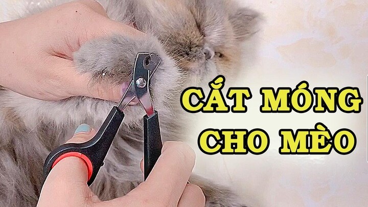 Hướng dẫn cắt móng tay cho mèo đúng cách - Nông Trại Thú Cưng