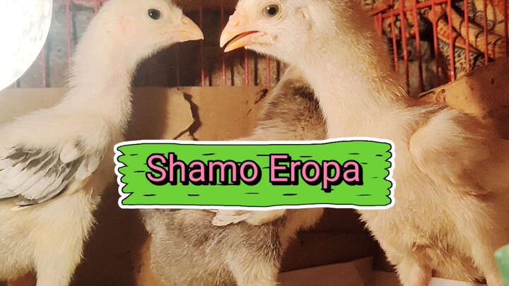 Shamo Eropa 3 Colour