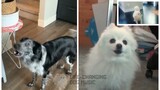 White Christmas but Dogs Sung It (Dogs Version Cover)