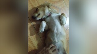 Phải thế này mới chịu cơ. yeucho yeuchomeo cún cúncon chó chómèo chócon chó_cưng chókhôn yeuchomeo cưng chócute pet dog dogsoftiktok