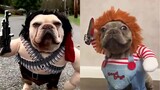 Cute Funny and Smart Pets Compilation Ep 02 - Pets House Video 2020