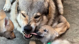 [เช็ก วูล์ฟด็อก] พ่อหมาป่าให้ความรู้แก่ลูกๆ ของเขาทุกวัน