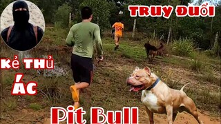 Kẻ Đánh Bả Chó Pit Bull Quay Lại săn bắt ẩm thực vùng cao | Cuộc Truy Đuổi Nghẹt Thở