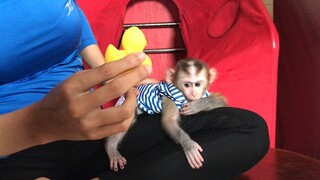 Mom entertain and feed monkey Mino