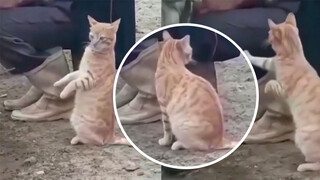 Kucing Melihat Pemerasan Susu dan Pukul Si Pemeras Susu: Biar Aku Coba