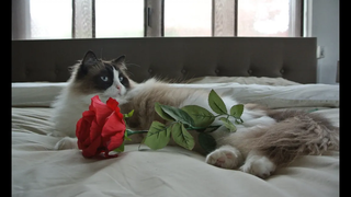 Timo the Ragdoll Cat (รวบรวม 2014)