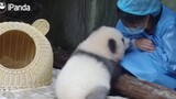 Hewan|Senyuman Panda Besar Lucu