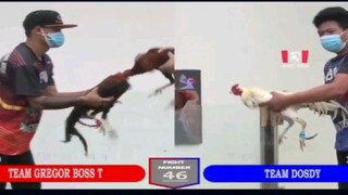 Sabong Part-159 Pula Vs Sinibalang 1 hit tapos