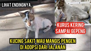 Kucing Sakit Kurus Kering Tinggal Tulang Menangis Minta Di Adopsi Dari Jalanan..!