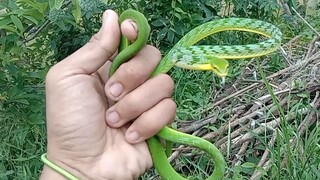 Ular pucuk Melayu ( Ahaetulla mycterizans )