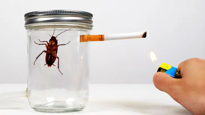 [Animals]What if a cockroach smokes a whole pack of cigarettes