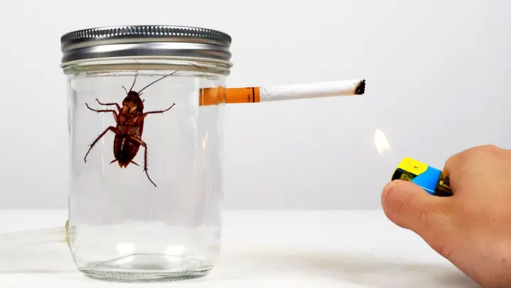 [Animals]What if a cockroach smokes a whole pack of cigarettes