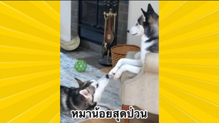 สัตว์เลี้ยงเพื่อนขนปุย : หมาน้อยสุดป่วน