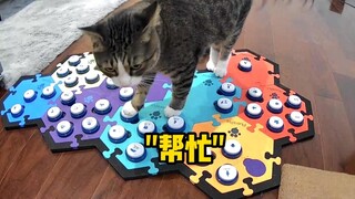 Ever since cats learned to use buttons, it has become easier to summon humans.