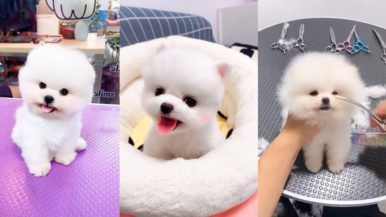 Tik Tok Chó phốc sóc mini Funny and Cute Pomeranian Videos #3 ...