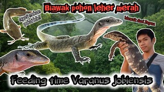 Review dan memberi makan biawak kesayangan ( Varanus jobiensis ) pakai ikan lele