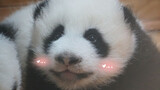 [Panda Chengfeng] ภาพสุดน่ารักหมีแพนด้าจุ๊บน้องสาว