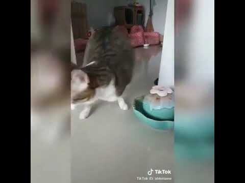 Video Lucu Hewan Kucing Perjuangan dengan dua kaki melewati segala kerumitan kehidupan
