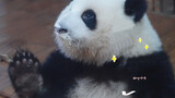 [Panda He Hua] Wajah Hua Hua Berkumis Susu, Malah Menjilat Tangan