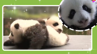 Oh my god! Panda is so cute!