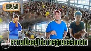 ความเป็นอยู่ไก่มาตรฐานออร์แกนิก - [สิรินทร์ฟาร์ม] EP.42