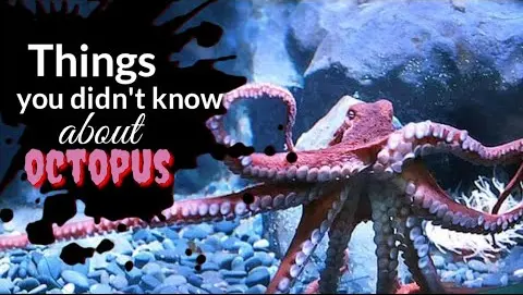 Things you didn't know about Octopus | Tenrou21